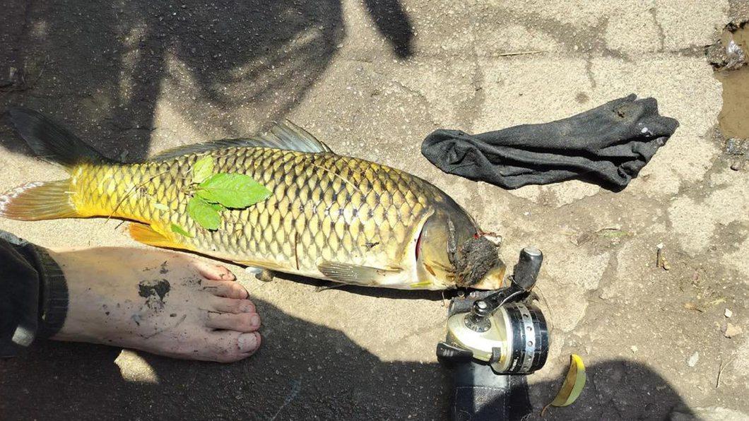 水产养殖提质增效关键技术，生态园鲤鱼高产方案，藻类控制与运输保鲜要点解析