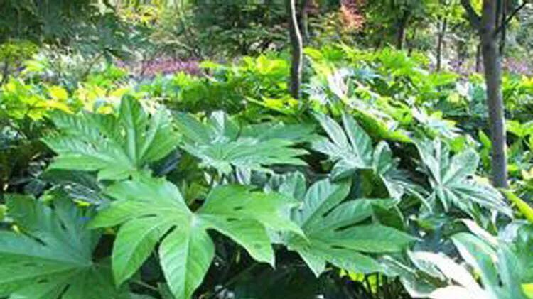 八角采摘的最佳时机：产量与品质的双赢之道