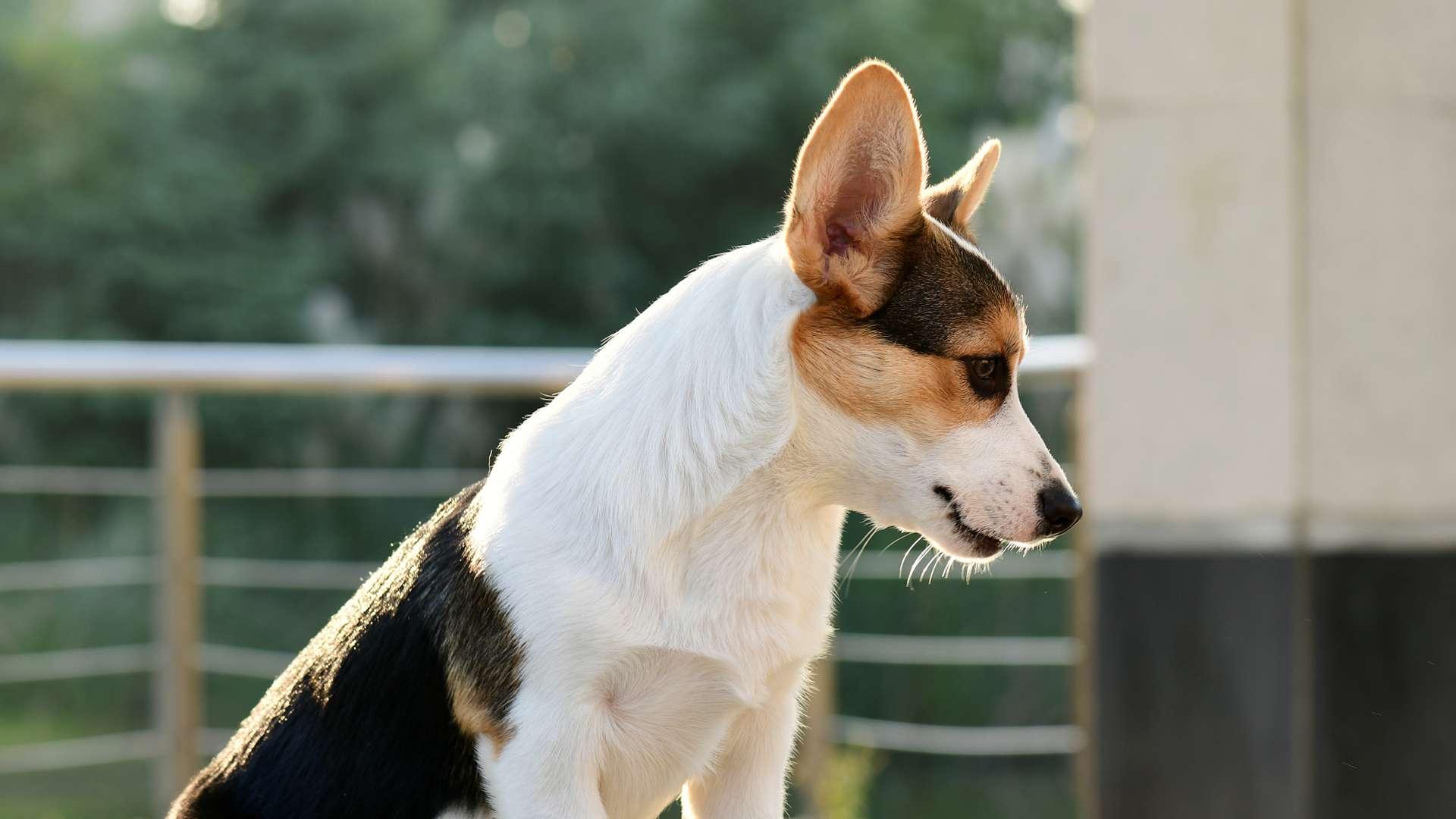 幼犬视觉刺激训，三个月关键期，柯基犬培育，色彩分六阶