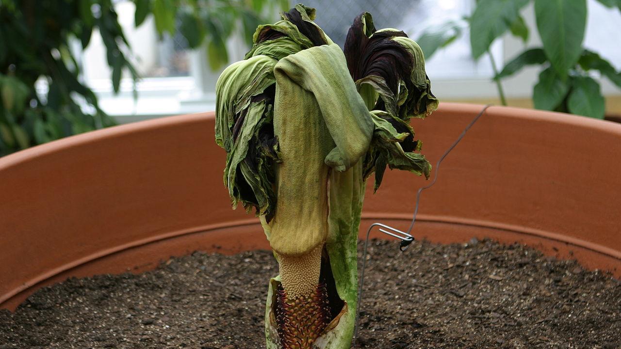 世界上有恒温植物吗？这种独特的魔芋，会像动物一样保持身体恒温