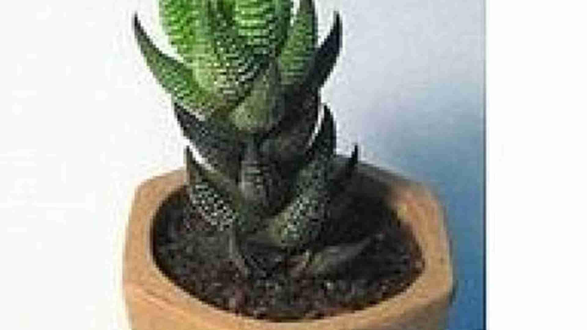 九轮塔组培苗售，无菌瓶苗运输法，电商直播新渠道，破损赔付条款清