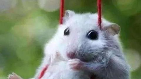 鼠，恭喜了！时运正佳，喜讯连连，本周好运将如虎添翼，再创新高