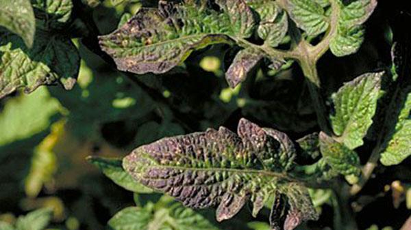 如何辨别植物营养缺乏症，这一篇教会你