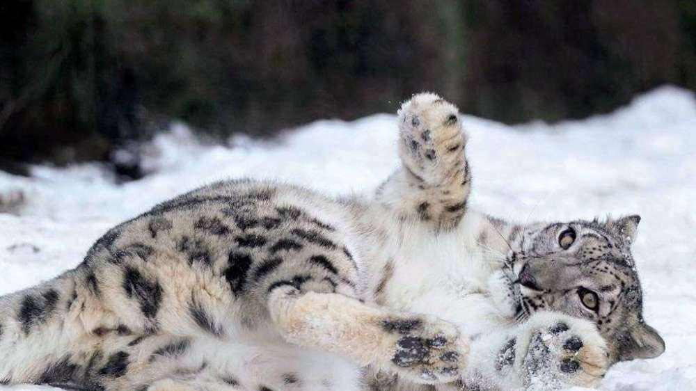 2008年新疆男子捡两“小猫崽”，越喂越不对劲，专家看后发现端倪