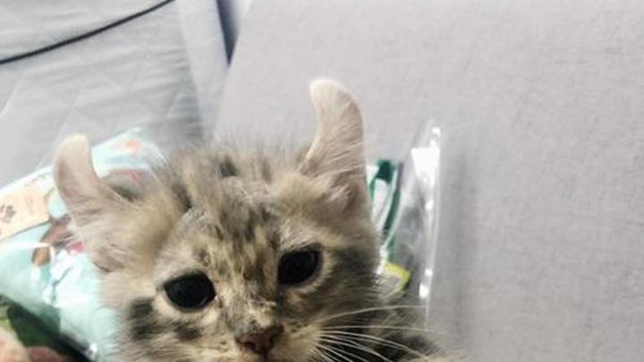 卷耳猫应激反应预防，环境变化应对法，流浪动物救助站管理，美国影像艺术作品中猫影