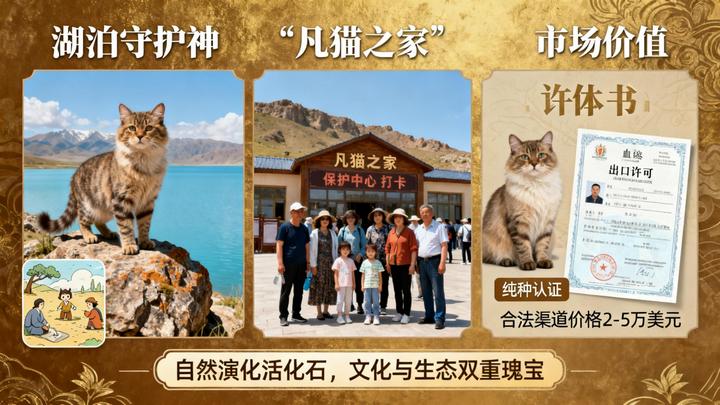 土耳其梵猫 Natural Semi-long 全解析：凡湖孕育的自然精灵