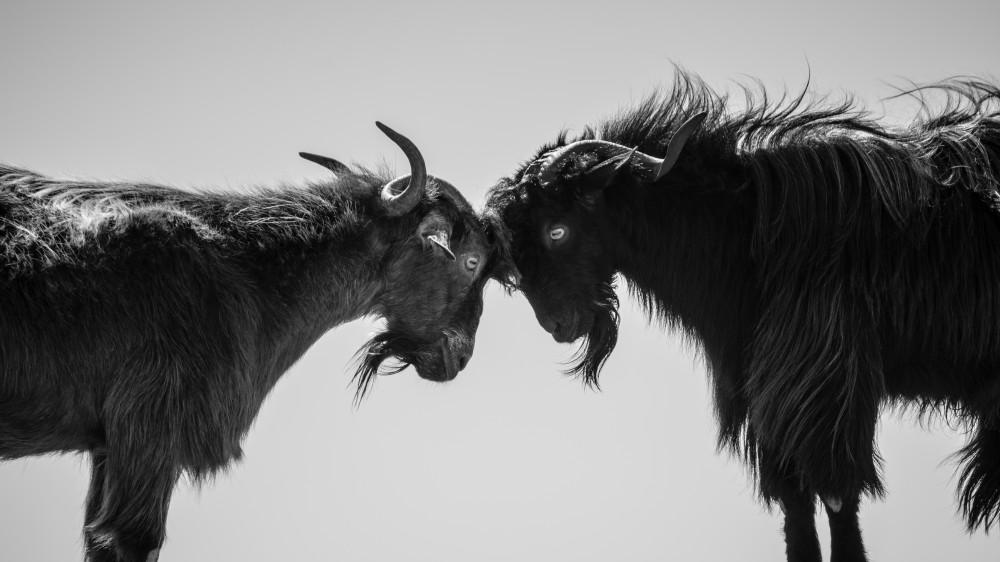 华与华被批“客户危机加速器”：力挺西贝反引战，罗永浩要上“营销防诈课”