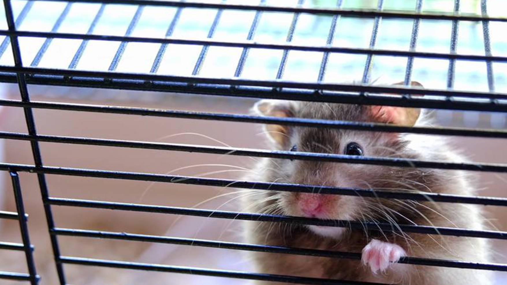 冬夏垫料差异，八周适应期，南方家庭，仓鼠温度调节指南