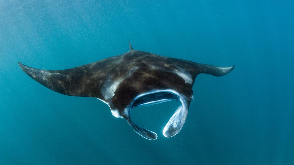 曼塔鳐：海底“飞行毯”的优雅盘旋