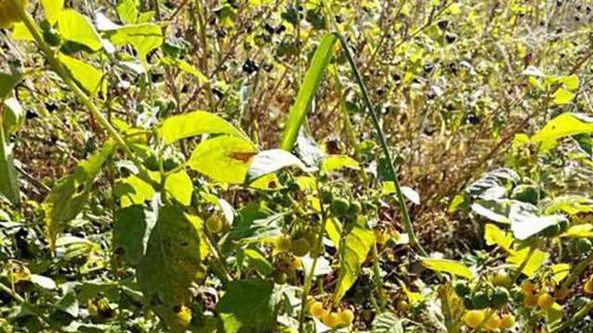 大豆种植的关键要素，适宜种植时间与技巧，助力高产稳产