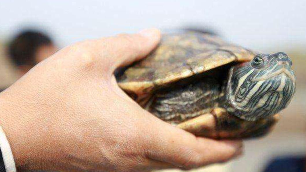 幼龟饲养有妙招，家养巴西龟开食技巧，北方冬季加温注意事项