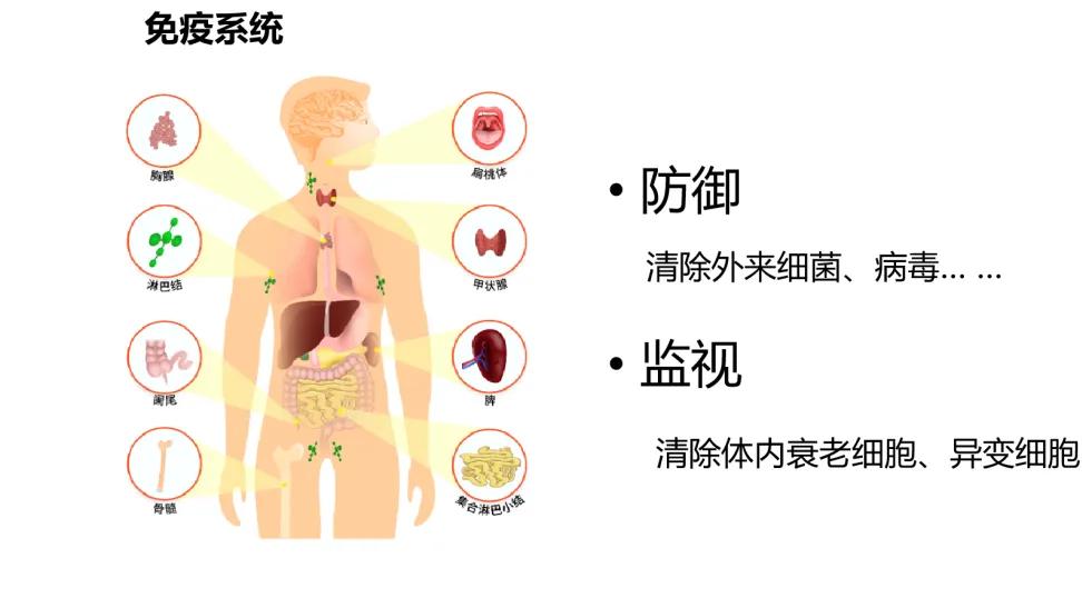 免疫细胞：为健康“存”下未来，开启健康投资新趋势