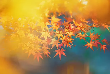 安德塔屋分手后想要复合抽到了圣杯九代表的含义
