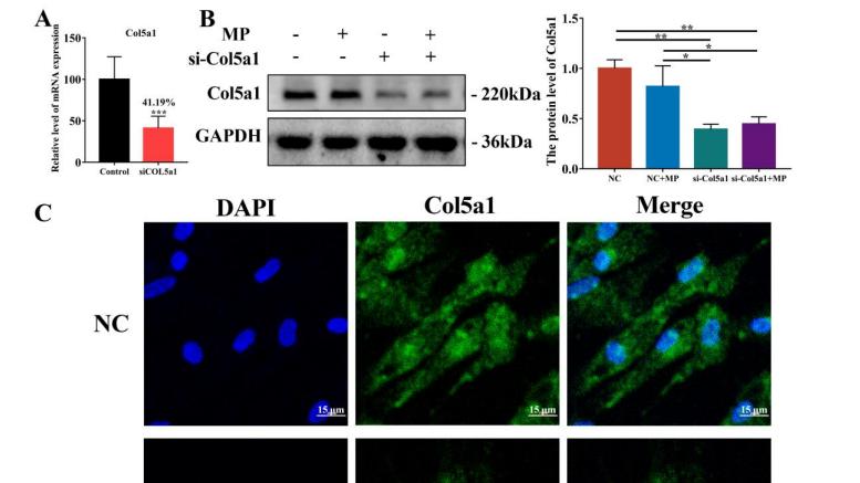 南京农业的大学使用RFectPM原代细胞siRNA转染试剂成功转染肉鸡骨髓间充质干细胞BMSCs