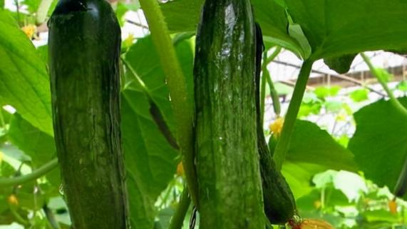 黄瓜种植技术，施肥方法与要点，科学施肥提高产量