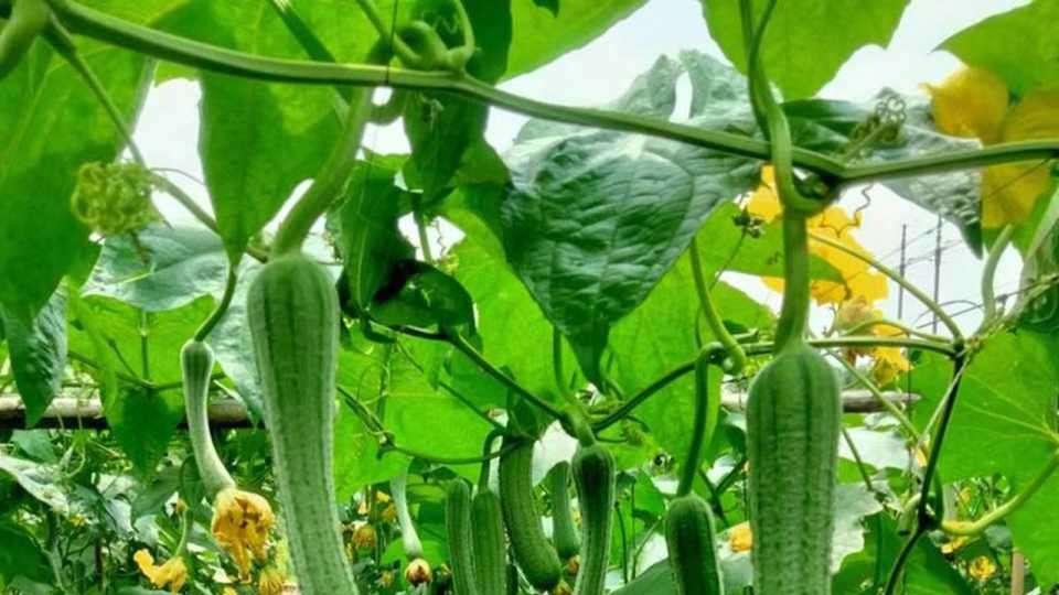 丝瓜叶片积垢情况分析，叶面清洗频率对生长影响，戈壁种植管理7天测试