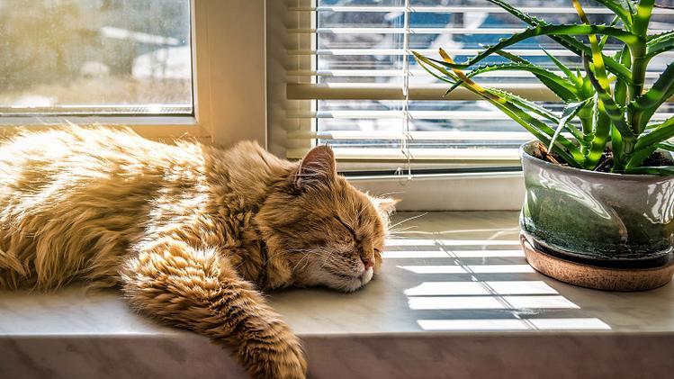 对猫来说，“最舒服”的床不是猫窝，是这些地方！