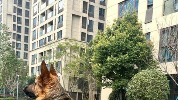 德牧老年犬如厕训练，尿垫摆放动线规划，防滑地板贴实测，排泄物异常对照