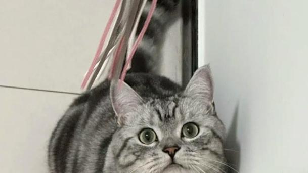 ​希喂VS美的宠物空气净化器哪个好？3个维度测评哪款性价比更高