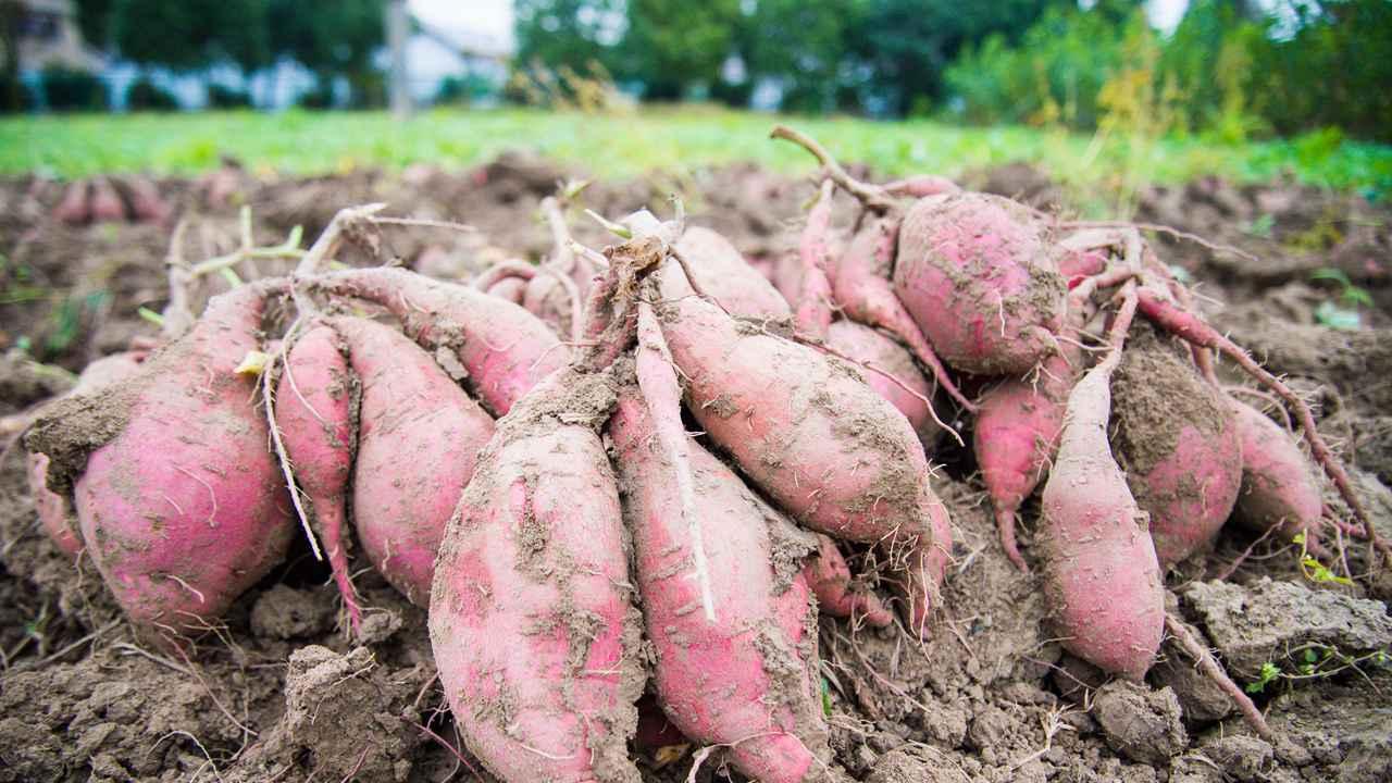 豌豆碳汇作物种植，固碳减排与土壤碳汇功能提升，助力碳中和目标