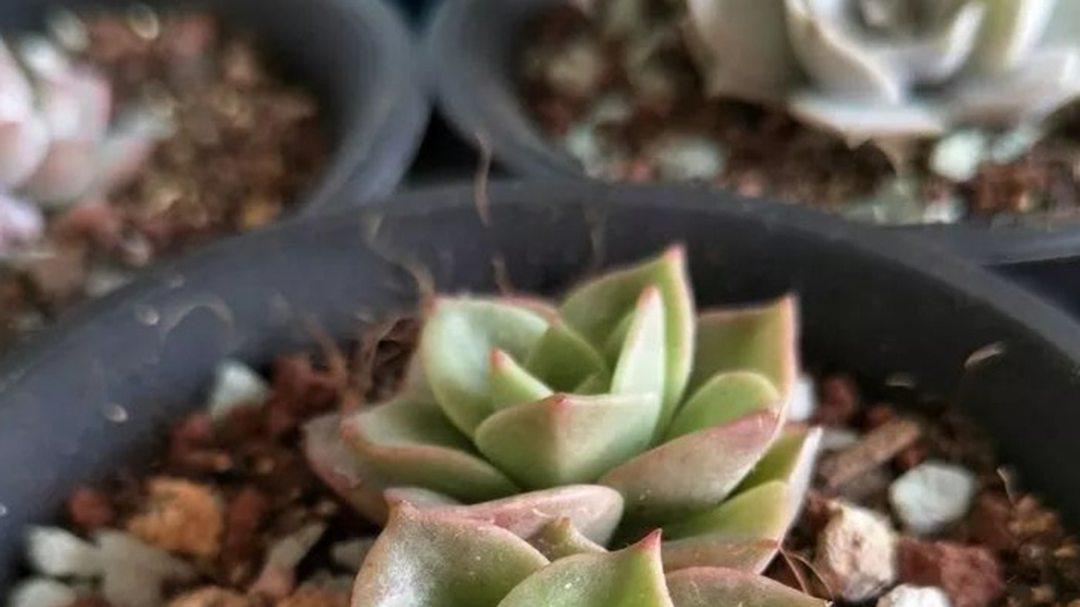 蜡牡丹叶面蜡质，强光反射测试，紫外线防护，清洁频率提醒