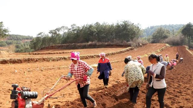 巧家老店党参种植正当时，特色产业助农增收，乡村振兴添新动力