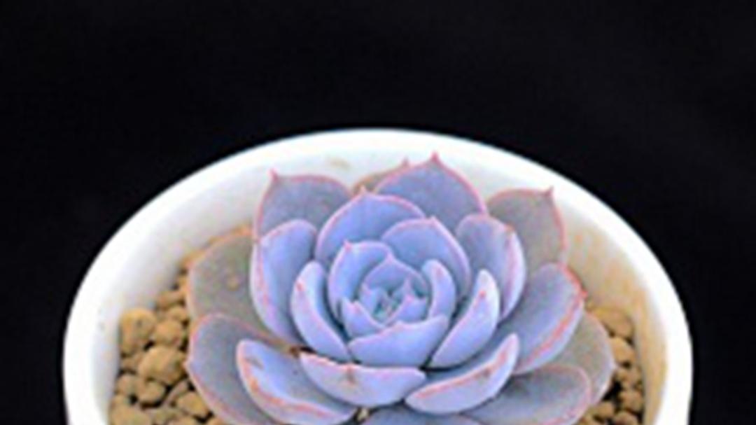 蓝石莲缀化，温差控制要点，转行花农心得，湿度要稳定
