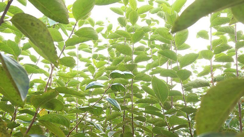 柿子树苗品种大比拼：哪种最适合您？