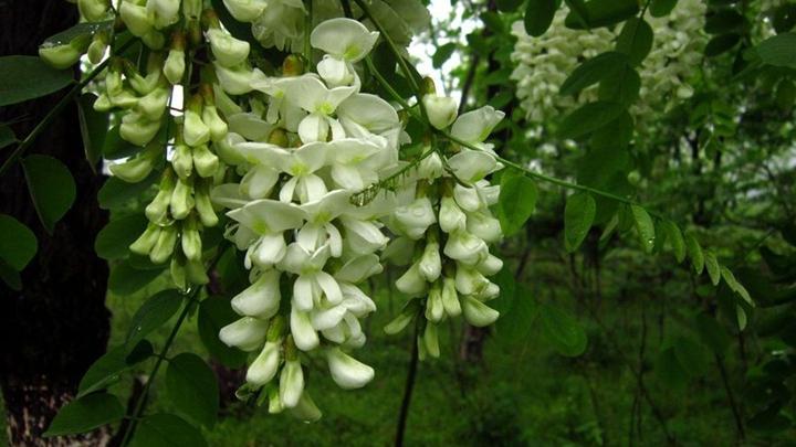 槐花黏土地改良掺沙比例，防堵滴灌带铺设技术要点，手工采摘分级标准及实践