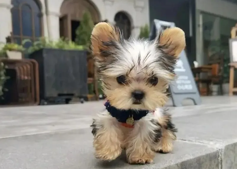 想养一只犬中贵族“约克夏”，约克夏价格多少钱一只？