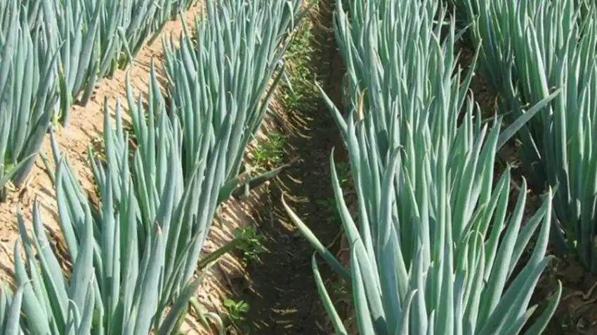 韭菜和大葱施肥指南：避免三种肥料误用，提升产量和品质