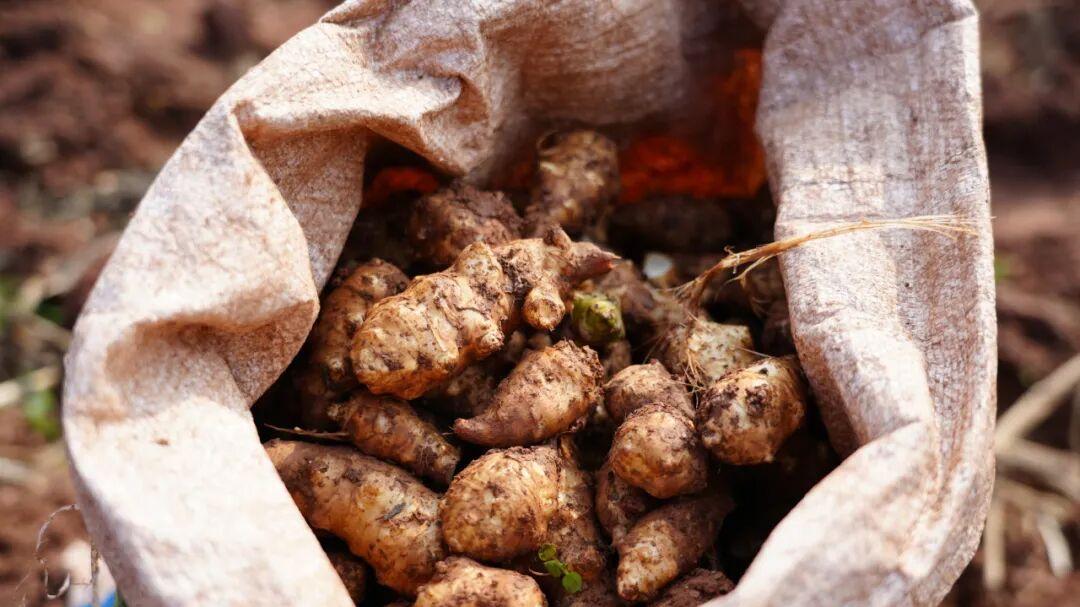 藏不住了！邛崃大同镇的这个 “金疙瘩”，甜了日子，富了乡亲！