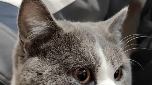 希喂和352宠物空气净化器买什么品牌好？3个维度评测分享！