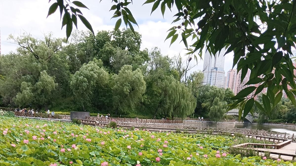 7月6日实拍，太原迎泽公园荷花盛开，今年荷花别样红