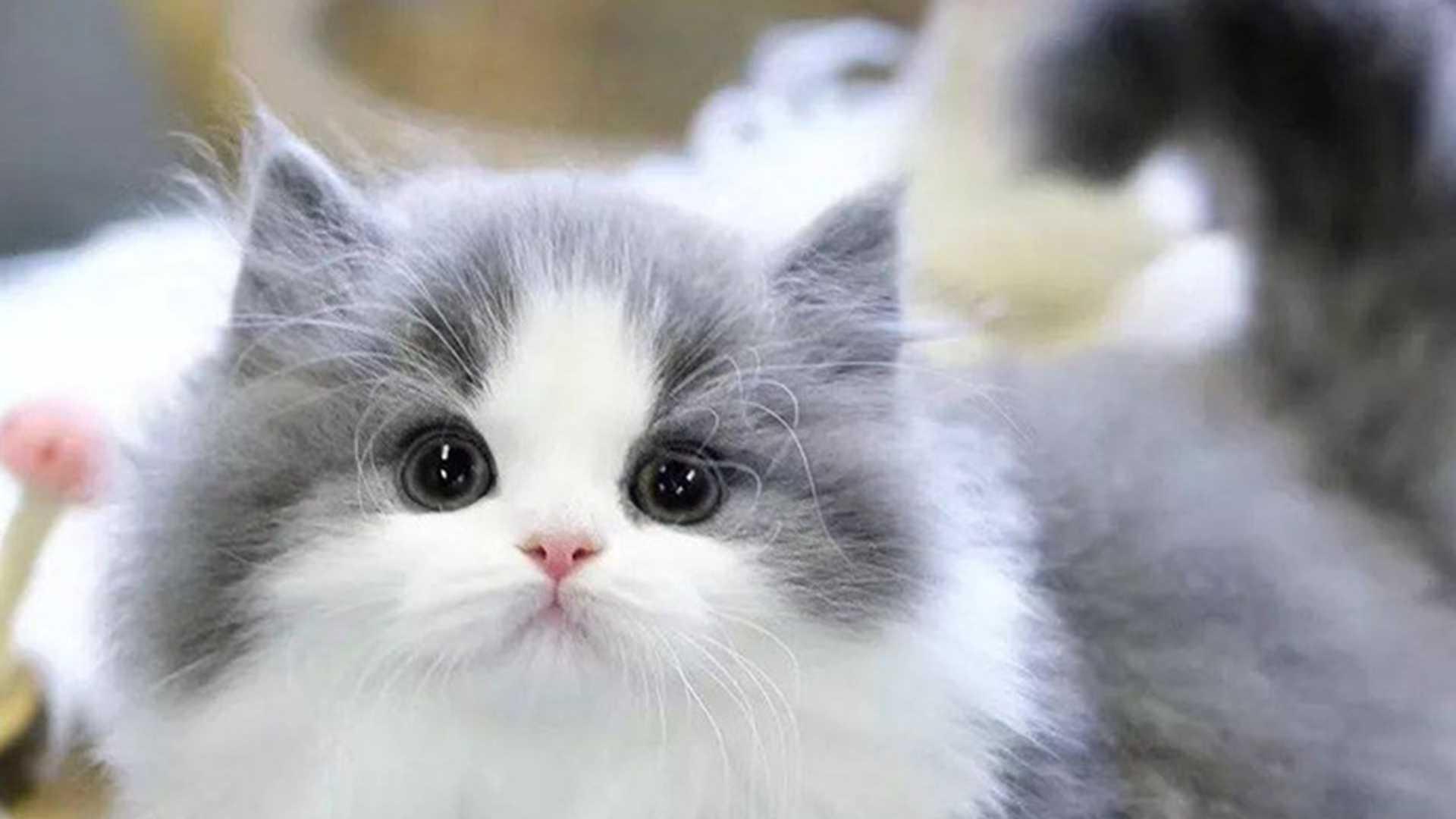 拿破仑猫玩具消毒，紫外线杀菌流程，幼崽感染预防，千万不能忽略