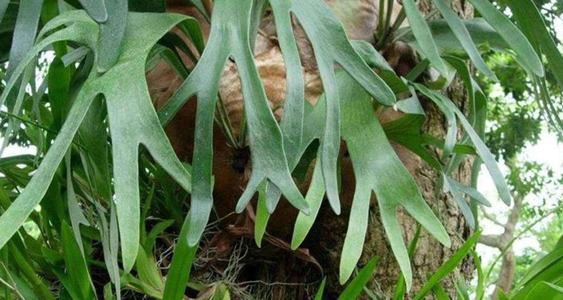 鹿角蕨艺术压花工艺解析，明信片文创设计与标本制作，恒温40℃烘干技术应用