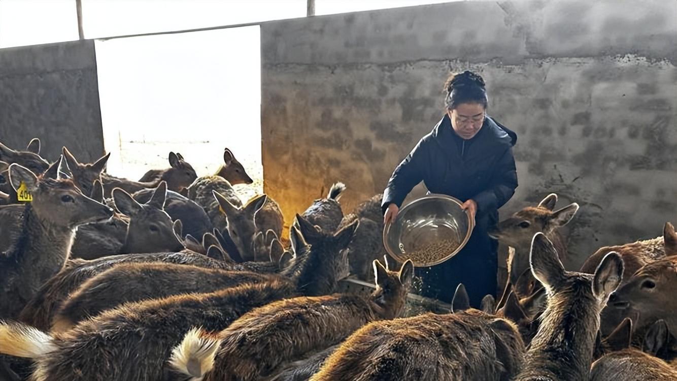 东北严酷的生存底色：没有地方比东北的冬天更生猛