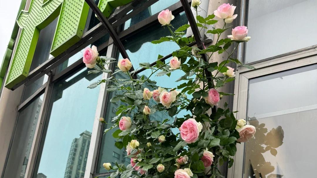 男子工位养月季引热议，氛围感拉满