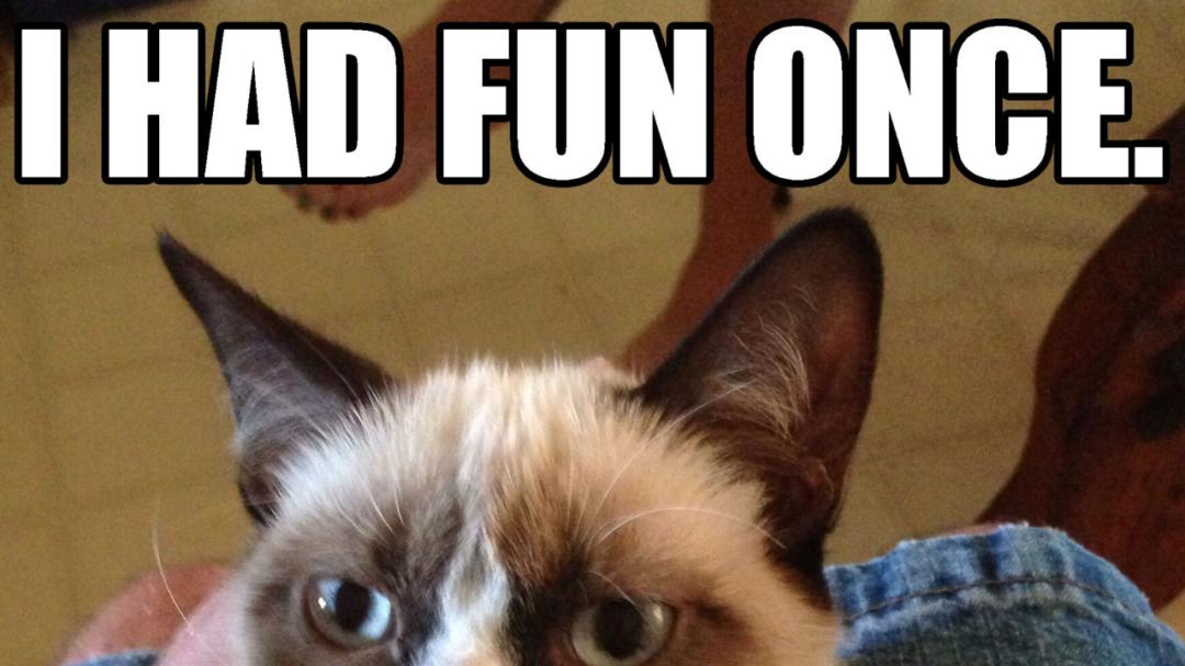 网红猫图鉴：猫meme如何征服网友？