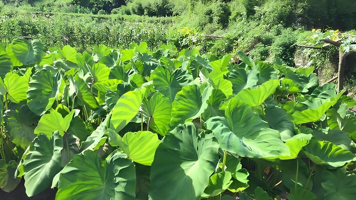 想在家种芋艿？从品种选择到盆栽技巧，这篇指南全都有！