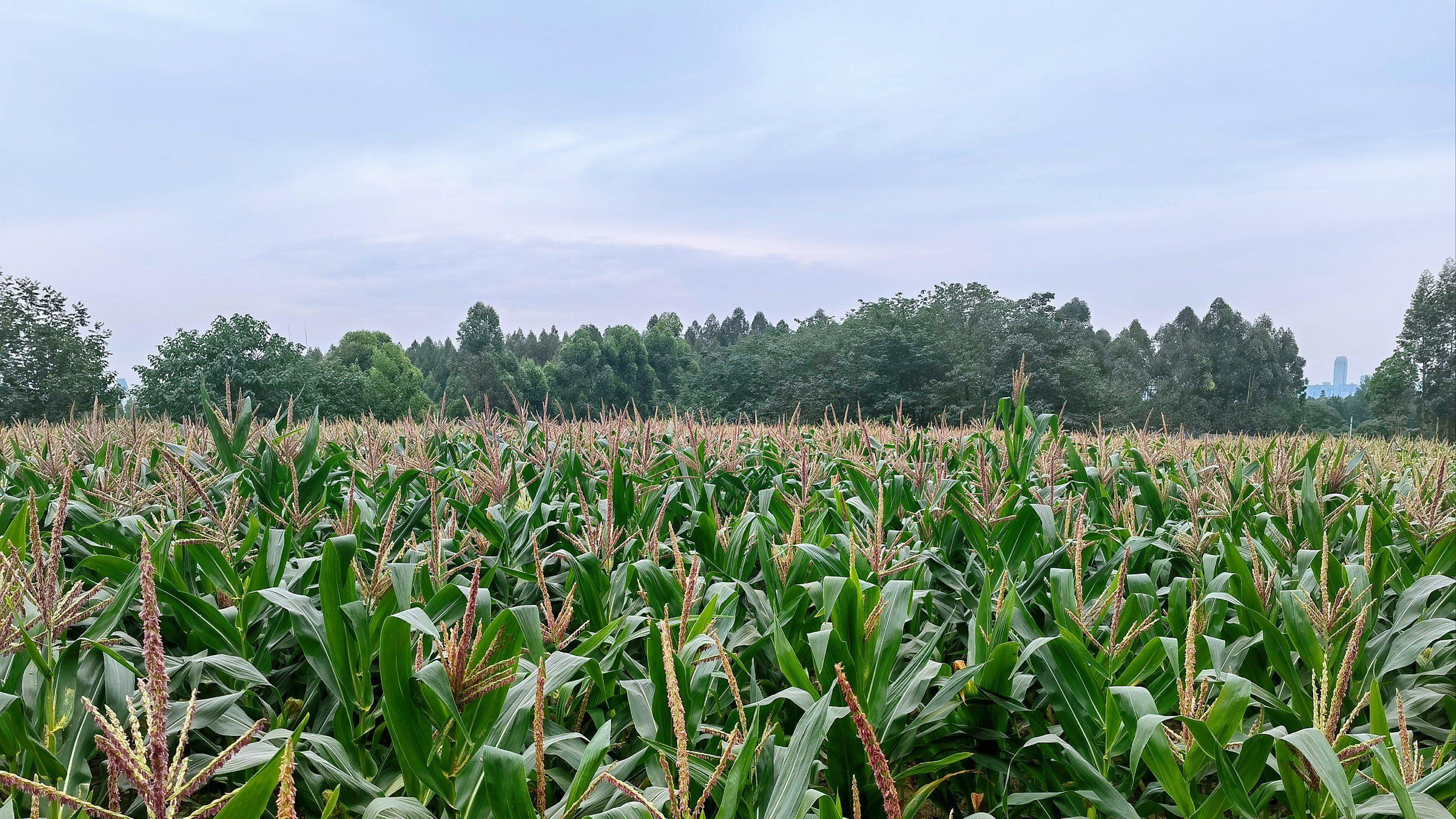 玉米在你们那儿的方言叫什么？