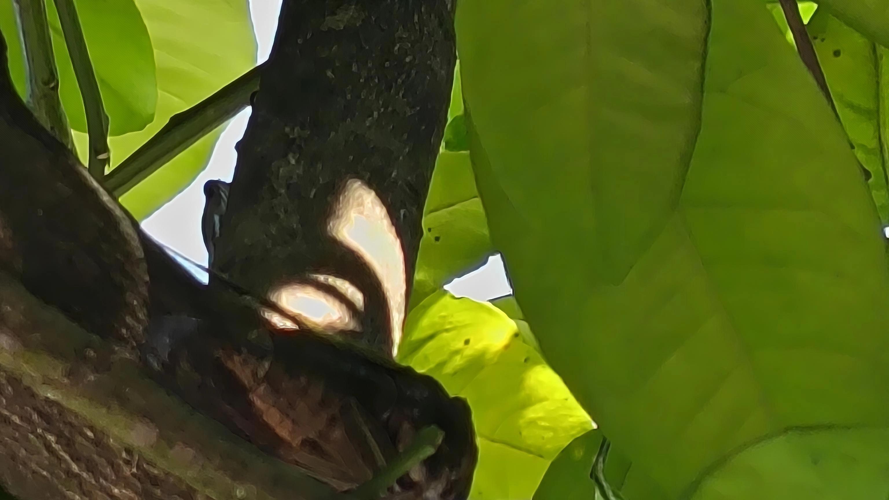 蝉鸣熟悉又陌生