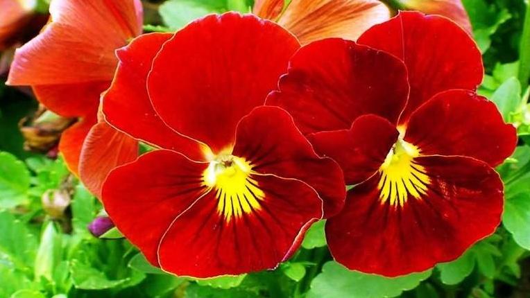 三色堇花斑育种，色彩分离观察，咖啡连锁案例，花色搭配要诀