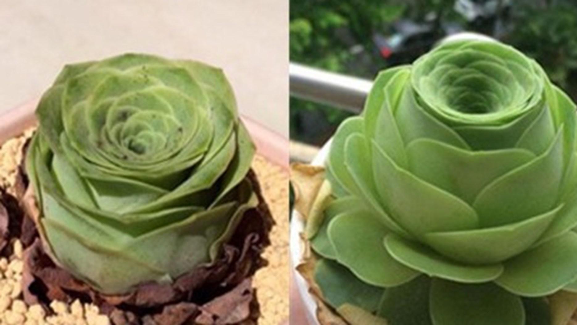 山地玫瑰繁殖禁忌，半年生长数据，回乡大学生记，湿度控制要点