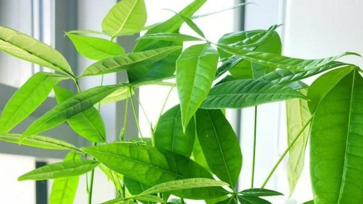 打造温馨家居，发财树添彩，温暖又富足！