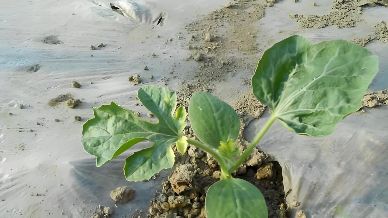 西瓜育苗时间表：南北方差异大，几月份开始育苗才合适？