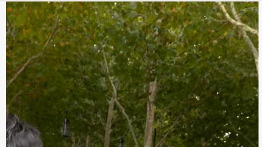 佛山秋假5天乐！大湾区最快乐的神兽，攻占全国景区