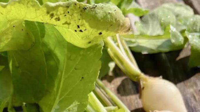 月家庭种植胡萝卜38度高温如何管理出苗齐又快，出苗后管理方法