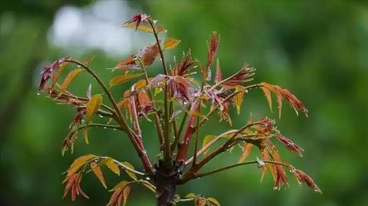 老农教你3招，让香椿芽提前上市的秘诀都在这