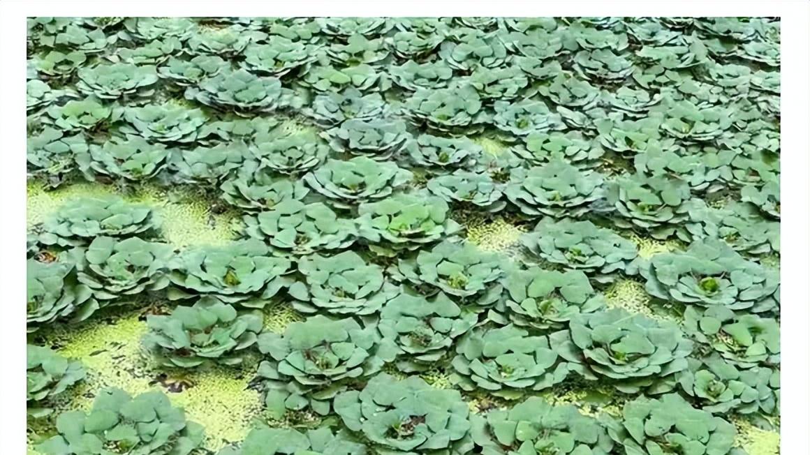 一起来看菱角如何成长，探索水下花生的奥秘